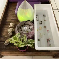 ماساژ درمانی سیاتیک دیسک گردن و کمر|خدمات آرایشگری و زیبایی|اصفهان, گلزار|دیوار