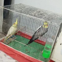 تعدادی عروس