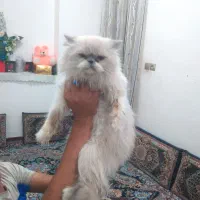 گربه پرشین|گربه|تربت‌حیدریه, کلاته توکلی|دیوار