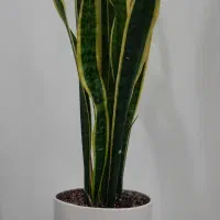 فروش فوری گل|گل و گیاه طبیعی|فولادشهر, B4|دیوار