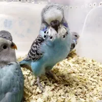 مرغ عشق انگلیسی|پرنده|اندیشه, اندیشه فاز ۲|دیوار