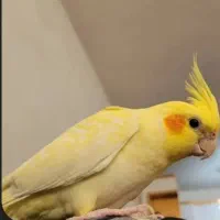 عروس هلندی ماده زعفرانی