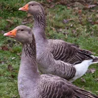 غازمحلی۱۰۰۰۰۰۰تومان.قاضیان