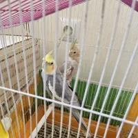 عروس هلندی جفت