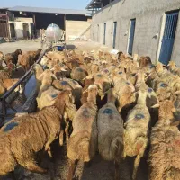 گوسفند زنده برادران احمدی