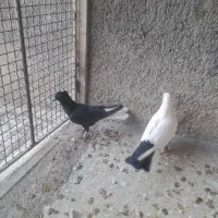 کبوتر|پرنده|ابهر, |دیوار