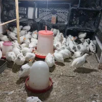 بلدرچین و   تخم  نطفه دار  وایت سنگین وزن|حیوانات مزرعه|قم, شهرک امام حسین|دیوار