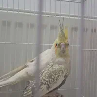 دوتا عروس هلندی|پرنده|مشهد, ابوذر|دیوار