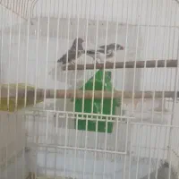 فروش یه جفت فنچ یا معاوضه با مرغ عشق دستی|پرنده|ملارد, |دیوار
