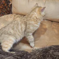 گربه گلد تبی|گربه|بومهن, |دیوار