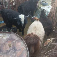 سلام|حیوانات مزرعه|زاهدان, |دیوار