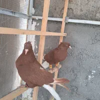 کفتر رنگی|پرنده|مشهد, چهنو|دیوار
