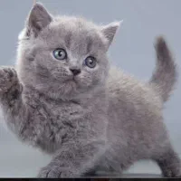 بچه بیریتیشین اسکاتیش/ ۲ماه /خالص/ اپارتمانی|گربه|کرج, فاز ۳ مهرشهر|دیوار