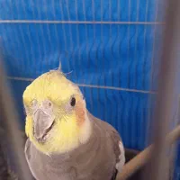 عروس هلندی نر|پرنده|فولادشهر, مسکن مهر فولادشهر|دیوار