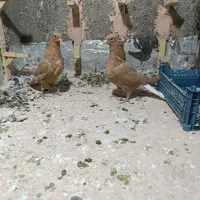 جوانه زردمسفید|پرنده|سبزوار, پاسداران|دیوار