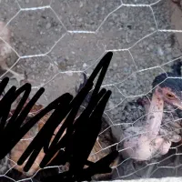 جوجه مرغ نصل دار|حیوانات مزرعه|خاش, |دیوار