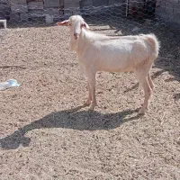 نربزسانن