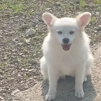 فروشی|سگ|بیکاه, |دیوار