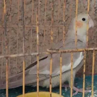 عروس هلندی 4ماه دستی