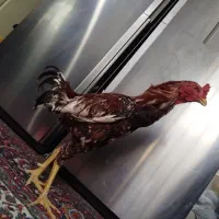 خروس خروس لاری