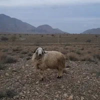قوچ بذری