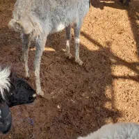 کهره میش بره دار بره سبک ومیش چاق وبز چاق پروار|حیوانات مزرعه|مرودشت, ده بید|دیوار