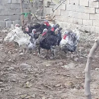 فروش بوقلمون فروش|حیوانات مزرعه|گنبد کاووس, |دیوار