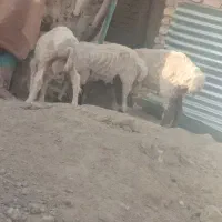 سه عدد بره نر و یک ماده ابست|حیوانات مزرعه|زابل, |دیوار