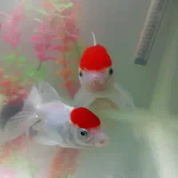 ماهی  زینتی