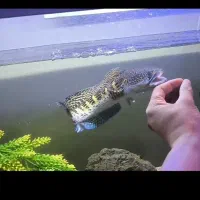 چانا گلدن کبری فین