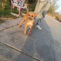 توله پیتبول با اصالت|سگ|اصفهان, کوی ولی عصر|دیوار