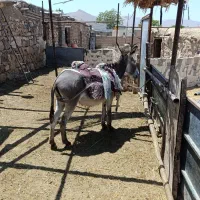 الاغ