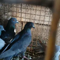 کبوتر کشتنی یا معمولی