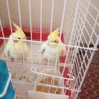 دو عدد عروس هلندی 5ماهه و یک عددیک ماهه لوتینو
