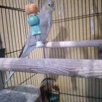 عروس هلندی|پرنده|پرند, فاز ۶|دیوار