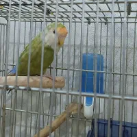 طوطی برزیلی ماده بالغ