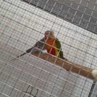 گرینچیک|پرنده|شیراز, دودمان|دیوار