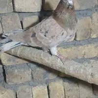 همه عالی|پرنده|ساروق, |دیوار
