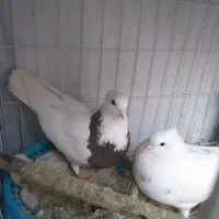 کبوتر|پرنده|شوشتر, |دیوار