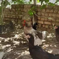 پرنده|حیوانات مزرعه|گرمسار, |دیوار