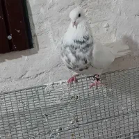 طوقی|پرنده|شهریار, شهرک امیریه|دیوار