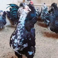 فروش تخمرغ نطفه دار گلین