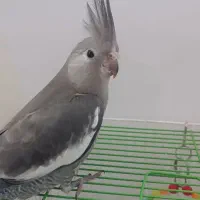 عروس هلندی ۲ ماهه