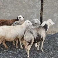 شیشک پلنگی ابستن