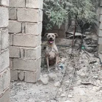 نر پیتبول خراسانی مخصوص گله و کوه|سگ|نورآباد ممسنی, |دیوار