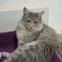 گربه پرشین