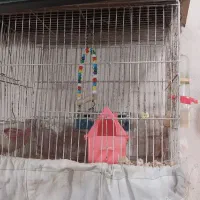 لانه مرغ و قفس پرنده|حیوانات مزرعه|رشت, حومه رشت|دیوار