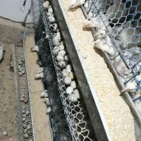 تخم نطفه دار بلدرچین امریکای ومرغ زینتی