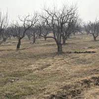 فروش-باغ-سیب