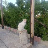 فروش باغ وزمین ویلایی قلیان فروش وجاده بسطام